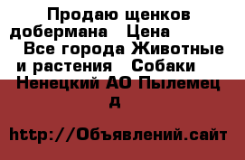 Продаю щенков добермана › Цена ­ 45 000 - Все города Животные и растения » Собаки   . Ненецкий АО,Пылемец д.